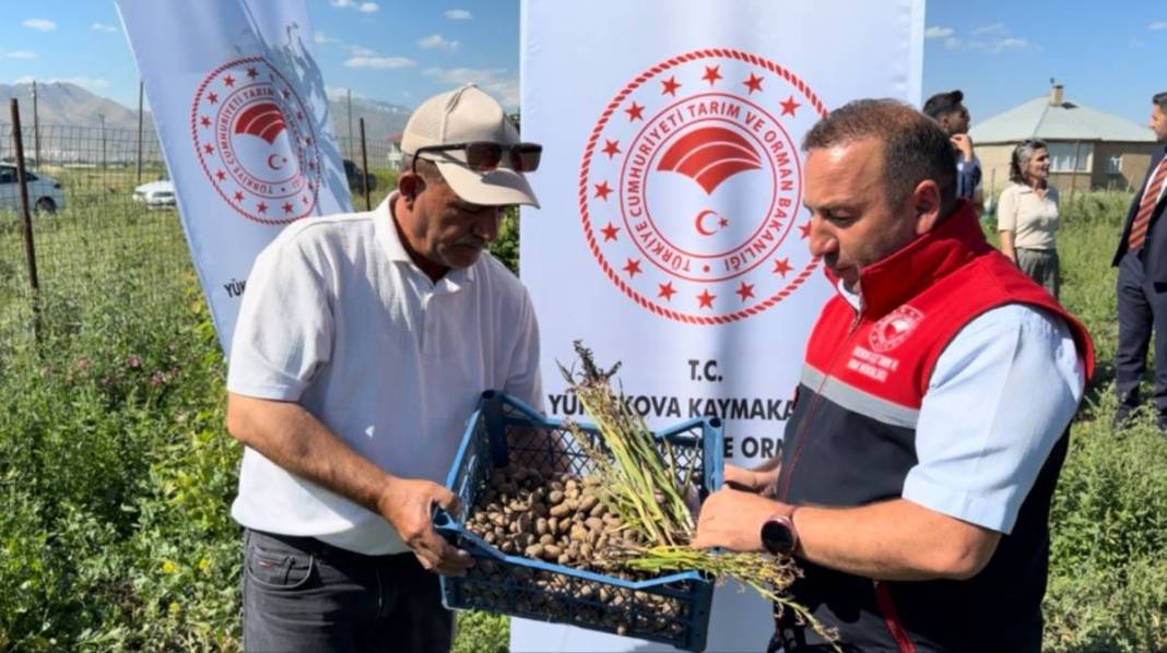 Yüksekova alternatif tarımda rekora koşuyor: Bir yumrudan dört kat ürün çıktı 2